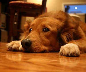 How to protect hardwood flooring from pets.